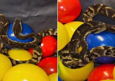 Cobra resgatada em piscina de bolinhas de restaurante em Suzano (SP)