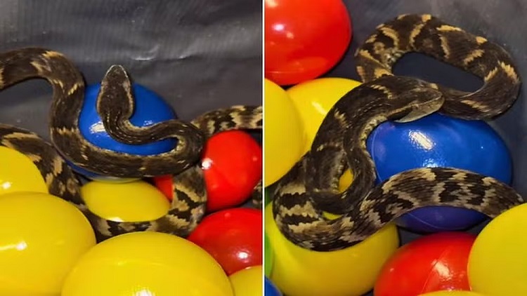 Cobra resgatada em piscina de bolinhas de restaurante em Suzano (SP)