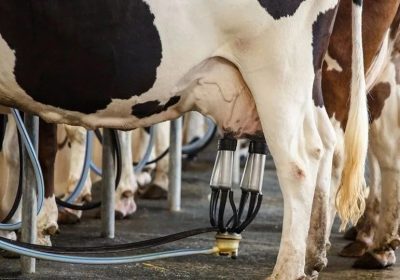 Governo lança medidas para impulsionar a produção de leite