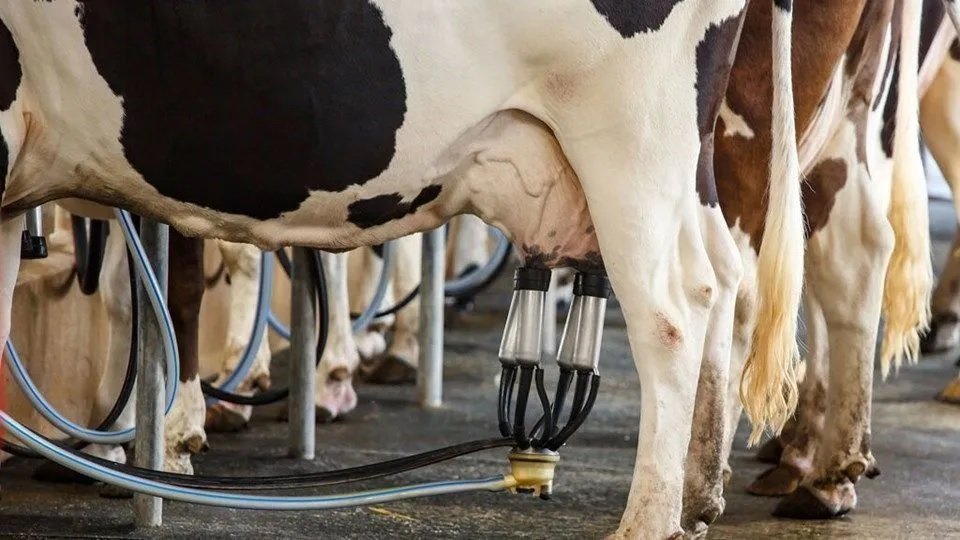 Governo lança medidas para impulsionar a produção de leite