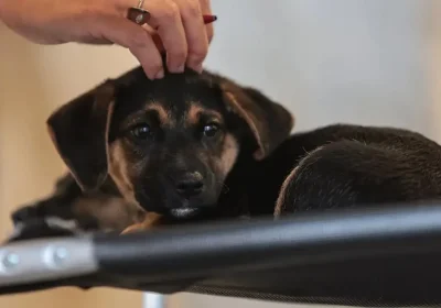 Lei estabelece guarda compartilhada de animais de estimação; confira os detalhes