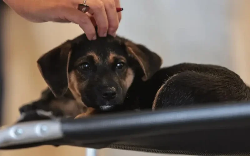 Lei estabelece guarda compartilhada de animais de estimação; confira os detalhes