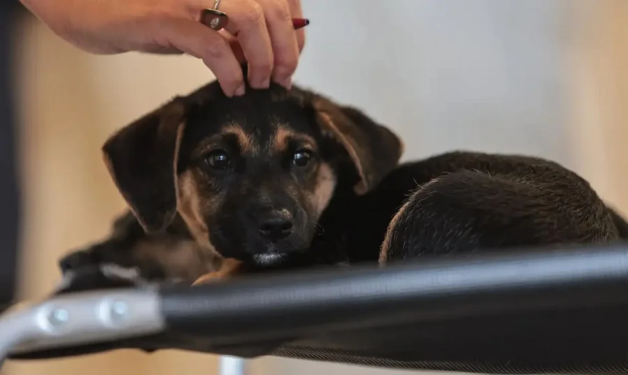 Lei estabelece guarda compartilhada de animais de estimação; confira os detalhes