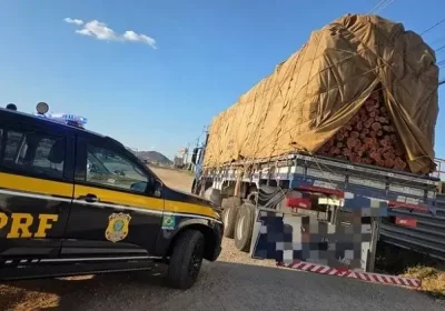 PRF apreende grande quantidade de madeira ilegal em operação ambiental em Pernambuco.