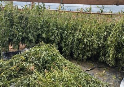 Polícia Federal apreende 2 toneladas de maconha de alta qualidade no valor de R$ 7 milhões no Sertão.