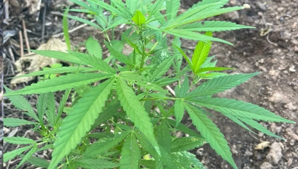 Aproximadamente 1.250 pés de maconha são destruídos em Curaçá (BA)