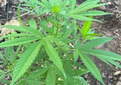 Aproximadamente 1.250 pés de maconha são destruídos em Curaçá (BA) Aproximadamente 1.250 pés de maconha são destruídos em Curaçá (BA)
