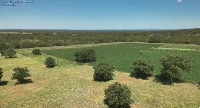 Aproximadamente 200 mil pés de maconha são destruídos na Chapada Diamantina (BA)