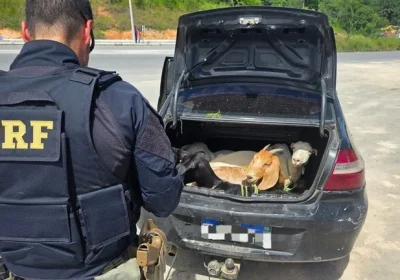 Flagra da PRF em Pernambuco: cinco bodes são encontrados dentro do porta-malas de carro na BR-408