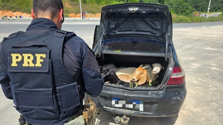Flagra da PRF em Pernambuco: cinco bodes são encontrados dentro do porta-malas de carro na BR-408