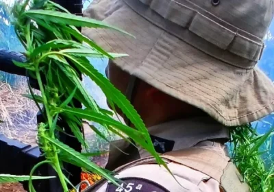 Polícia Militar destrói cerca de 3.600 plantas de maconha no distrito de Pedra Branca em Curaçá (BA) Polícia Militar destrói cerca de 3.600 plantas de maconha no distrito de Pedra Branca em Curaçá (BA)