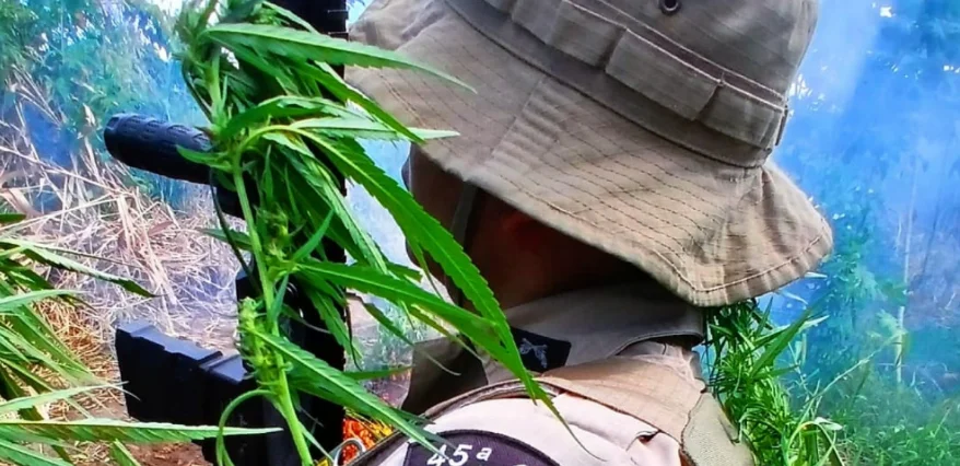 Polícia Militar destrói cerca de 3.600 plantas de maconha no distrito de Pedra Branca em Curaçá (BA)
