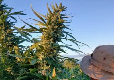 Polícia destrói plantação com cerca de 200 pés de maconha em Abaré (BA)