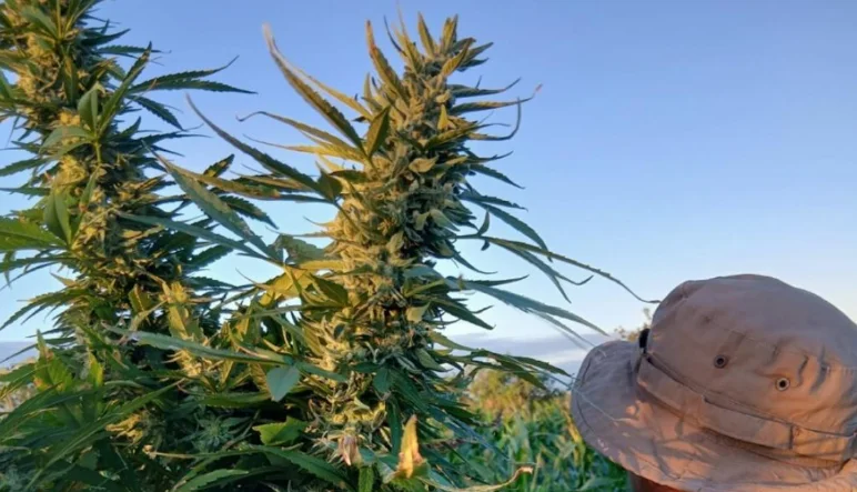 Polícia destrói plantação com cerca de 200 pés de maconha em Abaré (BA)