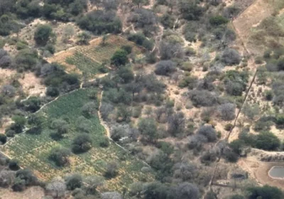 Polícia prende três homens durante operação de erradicação de plantação de quase 27 mil pés de maconha em Casa Nova (BA)