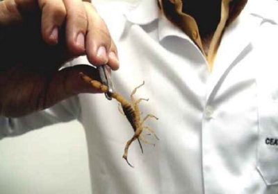 Em seis meses, Pernambuco tem mais de 9 mil picadas de escorpião; média diária chega a 51 casos