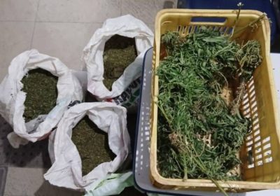 Polícia de Petrolina destrói plantação de maconha com 30 mil pés