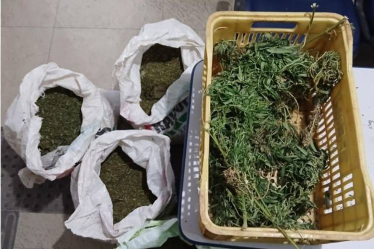 Polícia de Petrolina destrói plantação de maconha com 30 mil pés