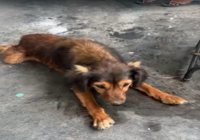 Relato de crueldade: mais de 100 cães envenenados em Terra Nova, zona rural de Petrolina (PE); confira as imagens no vídeo