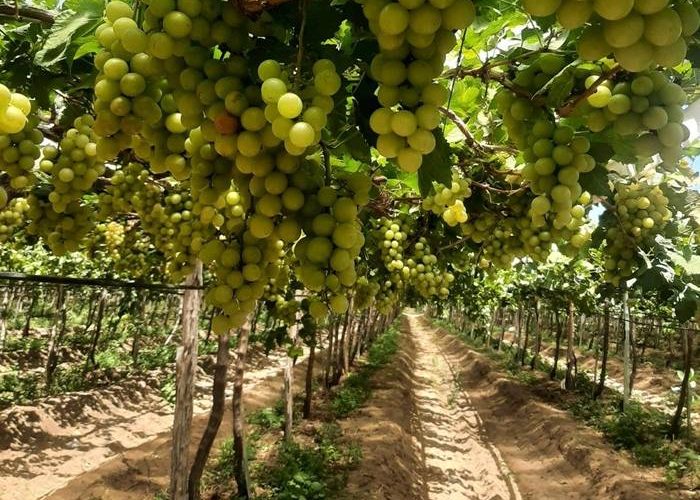 Trump anuncia novas tarifas que isentam manga, mas impactam exportações de uva do Vale do São Francisco
