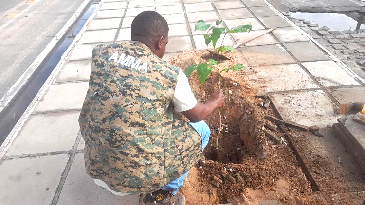 Viveiro Municipal oferece mudas gratuitas de árvores para arborização de Petrolina