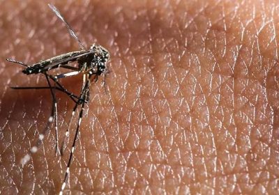 Aumento de 38,5% nos casos de dengue em Pernambuco