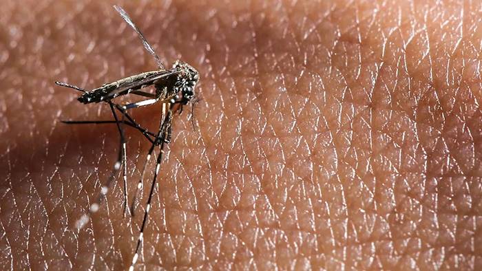 Aumento de 38,5% nos casos de dengue em Pernambuco