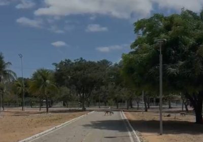 Cães abandonados causam medo entre as pessoas que frequentam o Parque Josepha Coelho