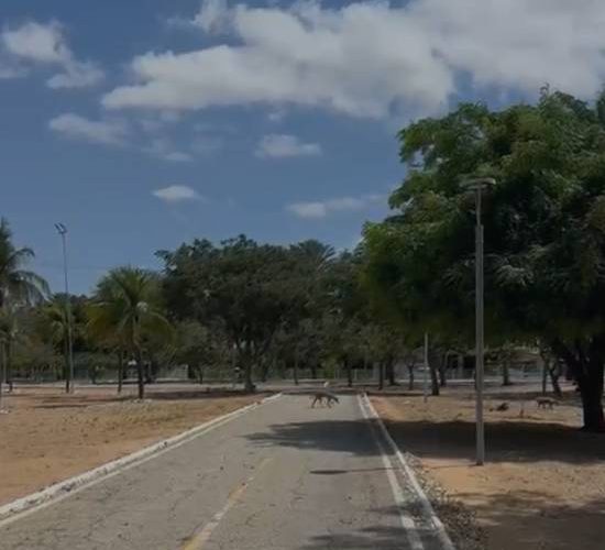 Cães abandonados causam medo entre as pessoas que frequentam o Parque Josepha Coelho