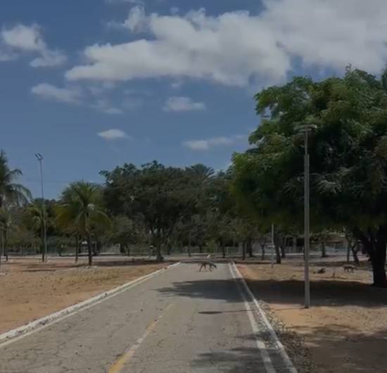 Cães abandonados causam medo entre as pessoas que frequentam o Parque Josepha Coelho