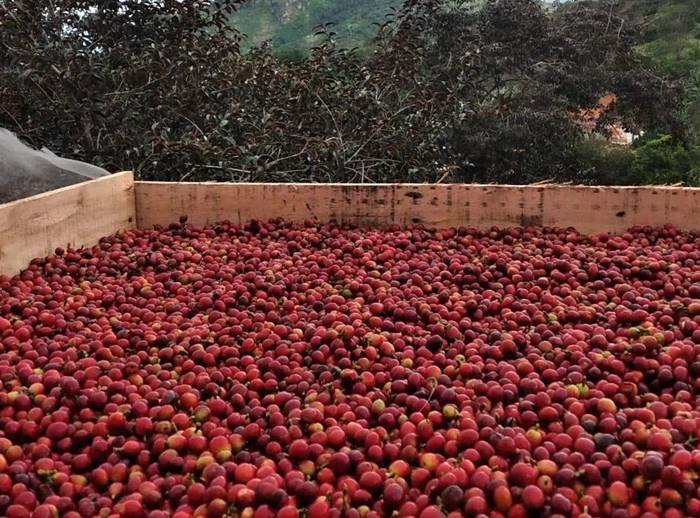 Celebração de Cafés Especiais do Sertão acontecerá em Triunfo