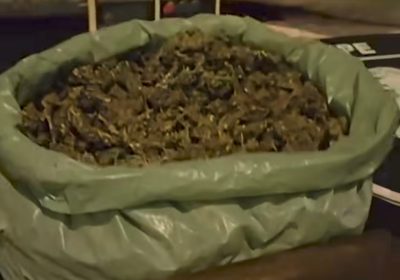 Polícia Militar apreende grande quantidade de maconha na zona rural de Santa Filomena – quase 14kg confiscados