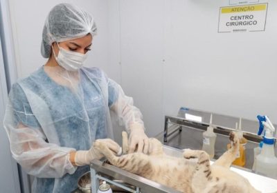 Prefeitura de Petrolina (PE) realiza a castração de cerca de 2 mil cães e gatos que vivem nas ruas em 2026. Prefeitura de Petrolina (PE) realiza a castração de cerca de 2 mil cães e gatos que vivem nas ruas em 2026.