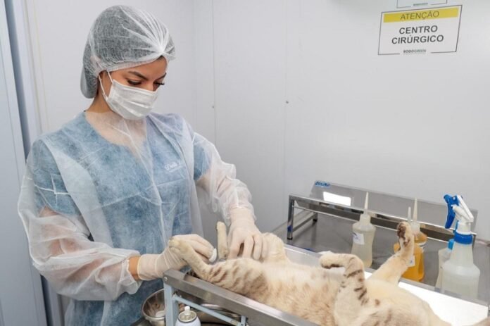 Prefeitura de Petrolina (PE) realiza a castração de cerca de 2 mil cães e gatos que vivem nas ruas em 2026.