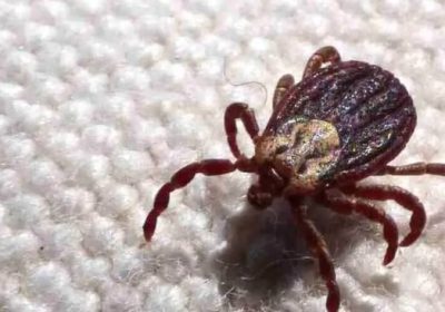 São Paulo registra 18 óbitos por febre maculosa entre 19 casos confirmados