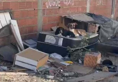 Terreno abandonado se torna fonte de temor e insegurança no Dom Avelar