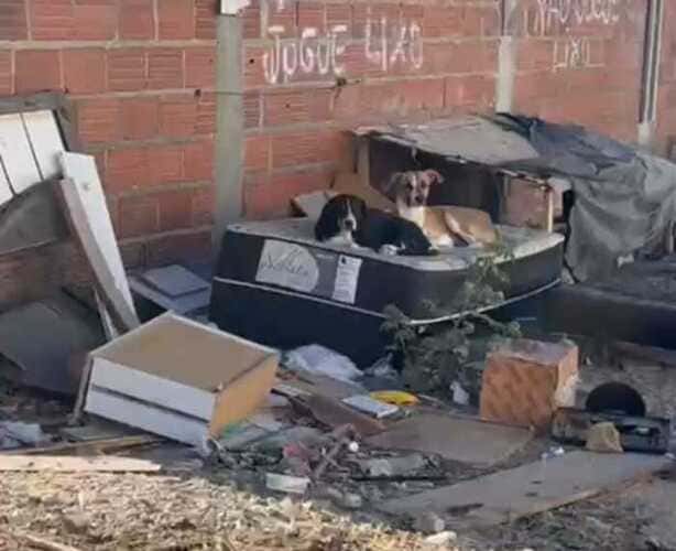 Terreno abandonado se torna fonte de temor e insegurança no Dom Avelar