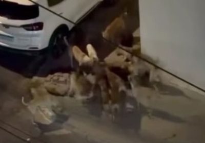 Ataque de matilha a gato no Bairro Atrás da Banca deixa população preocupada Ataque de matilha a gato no Bairro Atrás da Banca deixa população preocupada