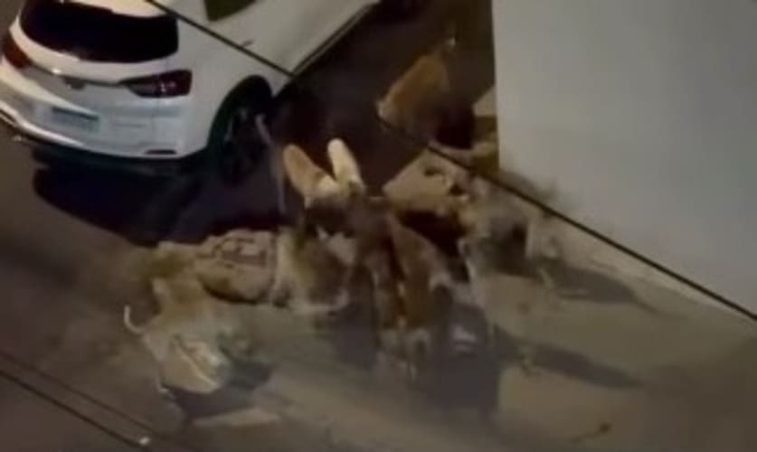 Ataque de matilha a gato no Bairro Atrás da Banca deixa população preocupada