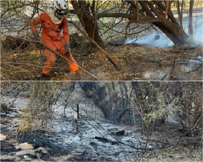 Bombeiros reforçam combate a incêndio florestal entre Pilão Arcado e Campo Alegre de Lourdes na Bahia