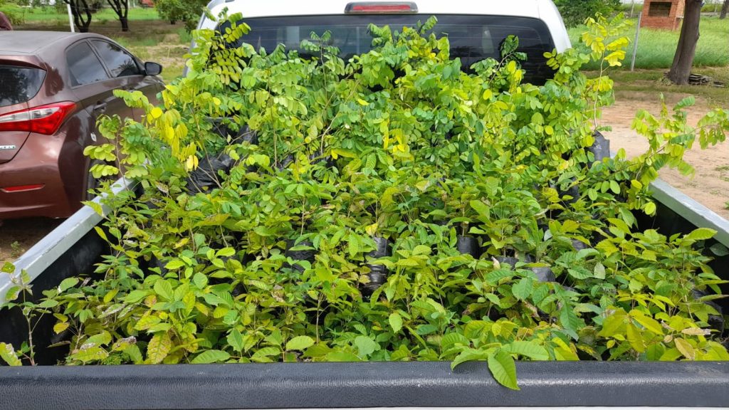 Carro da Planta estará no bairro Dom Avelar em Petrolina (PE) nesta quarta-feira
