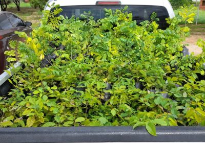 Carro da Planta estará no bairro Dom Avelar em Petrolina (PE) nesta quarta-feira Carro da Planta estará no bairro Dom Avelar em Petrolina (PE) nesta quarta-feira