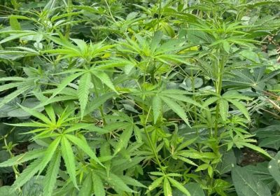 Justiça Federal de Juazeiro (BA) aprova cultivo de cannabis para tratamento medicinal de paciente Justiça Federal de Juazeiro (BA) aprova cultivo de cannabis para tratamento medicinal de paciente