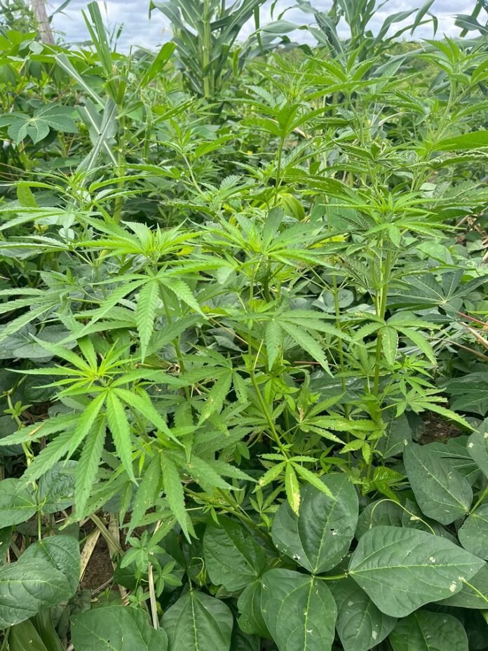 Justiça Federal de Juazeiro (BA) aprova cultivo de cannabis para tratamento medicinal de paciente