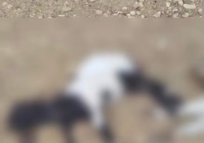 Morador relata ataque de cães que resultou na morte de ovelhas em propriedade próxima a Tapera em Petrolina