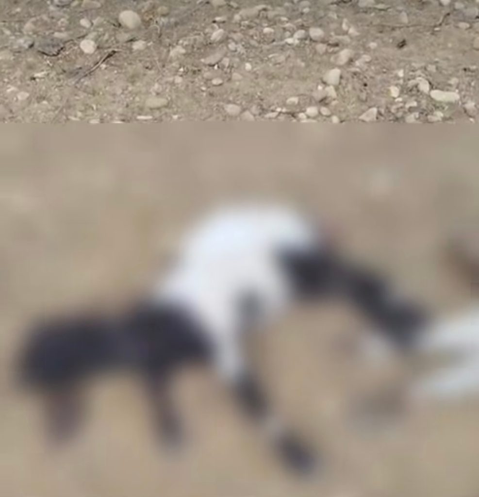 Morador relata ataque de cães que resultou na morte de ovelhas em propriedade próxima a Tapera em Petrolina