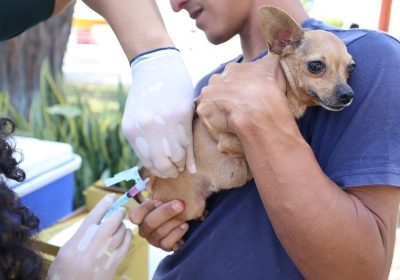 No Dia Mundial de Combate à Raiva, Prefeitura de Petrolina intensifica vacinação de cães e gatos No Dia Mundial de Combate à Raiva, Prefeitura de Petrolina intensifica vacinação de cães e gatos