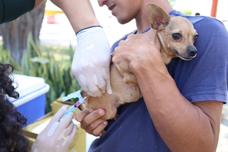 No Dia Mundial de Combate à Raiva, Prefeitura de Petrolina intensifica vacinação de cães e gatos