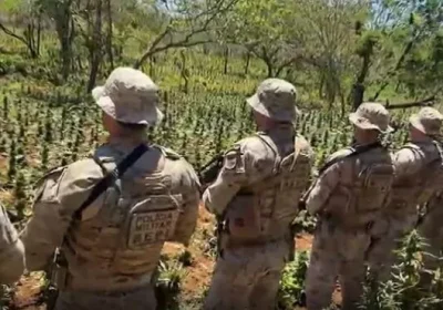 Polícia destrói plantação de maconha no Sertão de Pernambuco, com 41 mil pés erradicados Polícia destrói plantação de maconha no Sertão de Pernambuco, com 41 mil pés erradicados