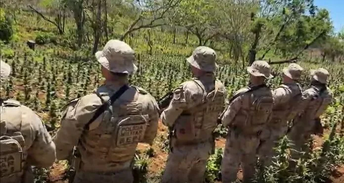 Polícia destrói plantação de maconha no Sertão de Pernambuco, com 41 mil pés erradicados